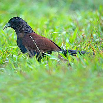 Green-billed Coucal