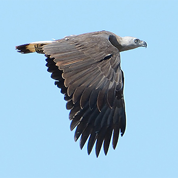 Grey-headed Fish-eagle