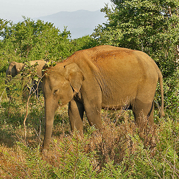 Indian Elephant