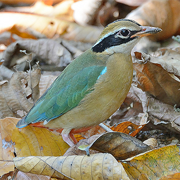 Indian Pitta