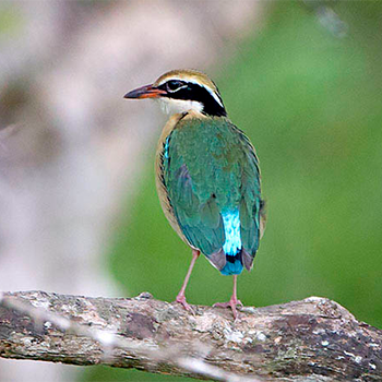 Indian Pitta