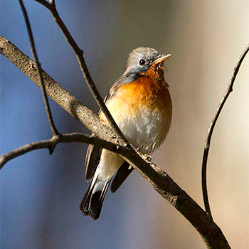 Kashmir Flycatcher