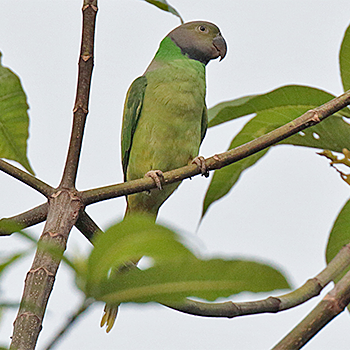 Layard's Parakeet