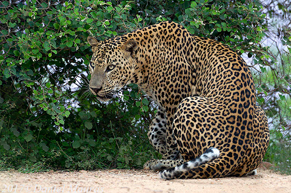 Leopard