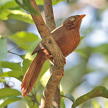 Orange-billed Babbler