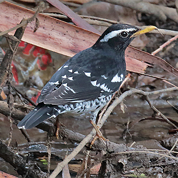 Pied Thrush