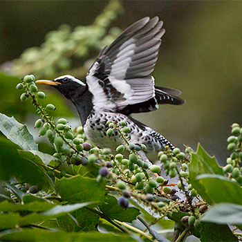 Pied Thrush