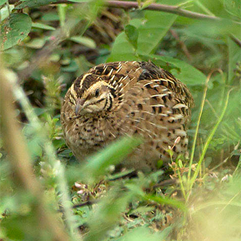 Rain Quail