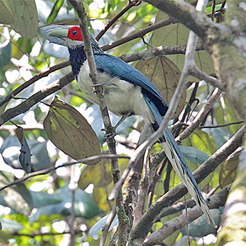 Red-faced Malkoha