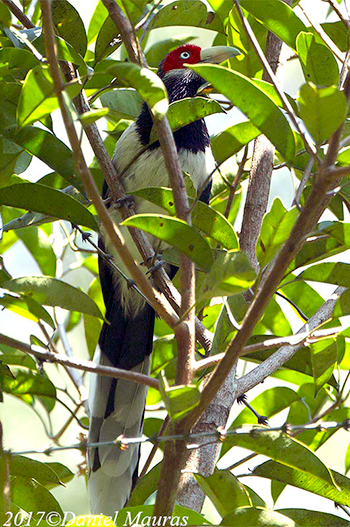 Red-faced Malkoha