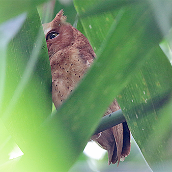 Serendib Scops-owl