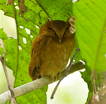Serendib Scops-owl