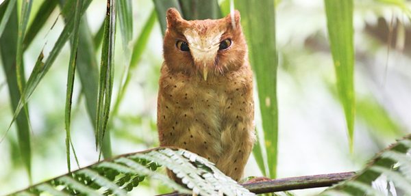 Serendib Scops-owl