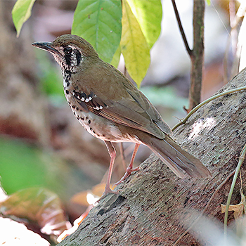 Spot-winged Thrush