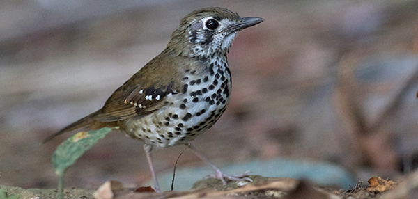 Spot-winged Thrush