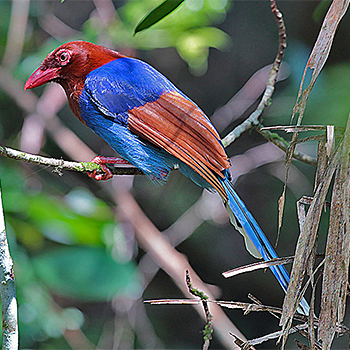 Sri Lanka Blue-magpie