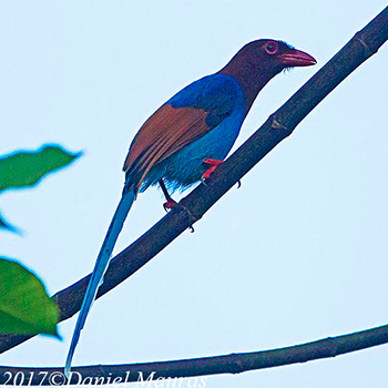 Sri Lanka Blue-magpie