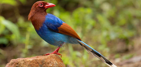 Sri Lanka Blue-magpie