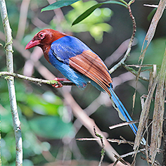 Sri Lanka Blue Magpie