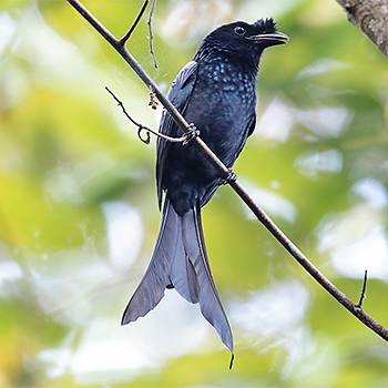 Sri Lanka Drongo