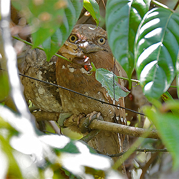 Sri Lanka Frogmouth