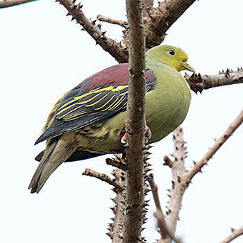Sri Lanka Green-pigeon