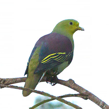 Sri Lanka Green-pigeon