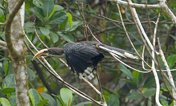 Sri Lanka Grey Hornbill