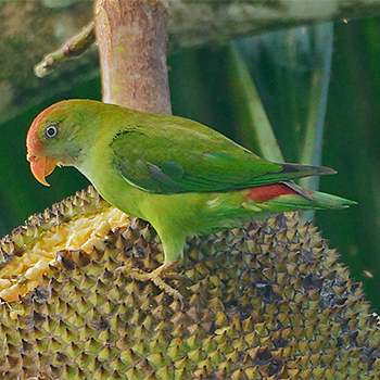 Sri Lanka Hanging-parrot