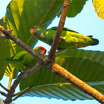 Sri Lanka Hanging-parrot