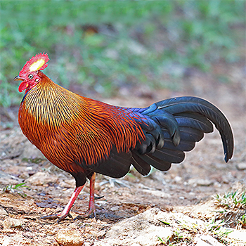 Sri Lanka Junglefowl