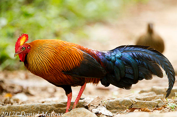 Sri Lanka Junglefowl