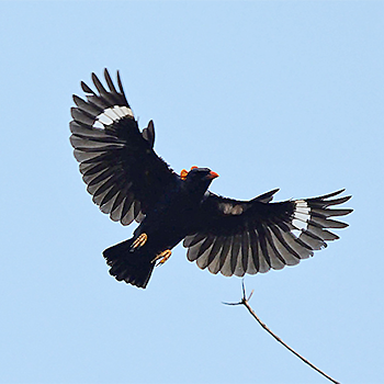Sri Lanka Myna