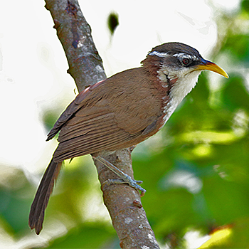 Sri Lanka Scimitar-babbler