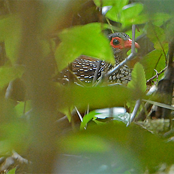 Sri Lanka Spurfowl