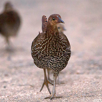 Sri Lanka Spurfowl