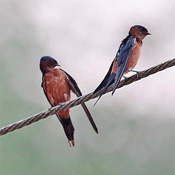 Sri Lanka Swallow