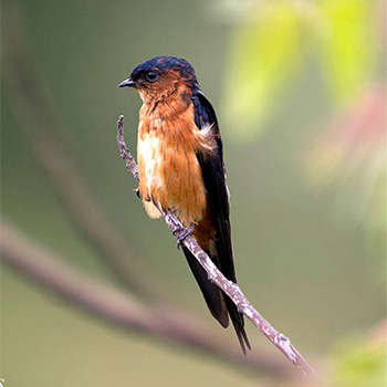 Sri Lanka Swallow