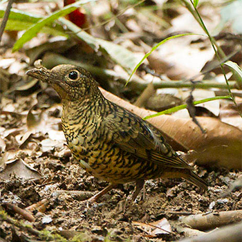 Sri Lanka Thrush