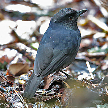 Sri Lanka Whistling-thrush