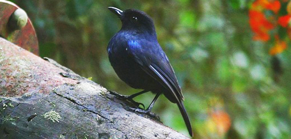 Sri Lanka Whistling-thrush