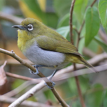 Sri Lanka White-eye