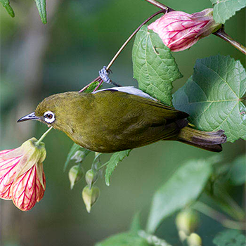 Sri Lanka White-eye