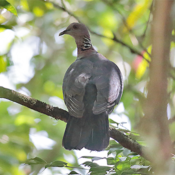 Sri Lanka Woodpigeon