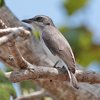 Sri Lanka Woodshrike