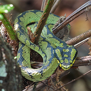 Sri Lankan Green Pit Viper