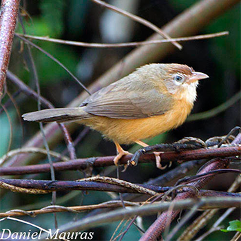 Tawny-bellied Babbler