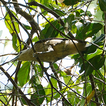 White-faced Starling
