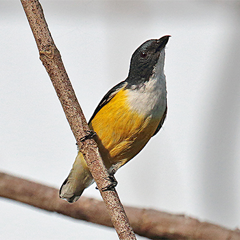 White-throated Flowerpecker