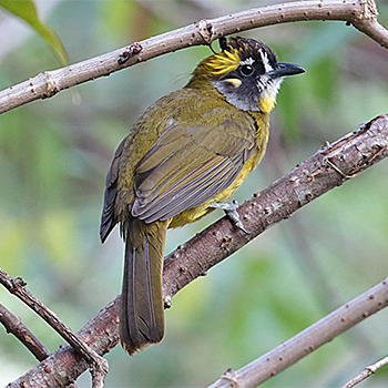 Yellow-eared Bulbul
